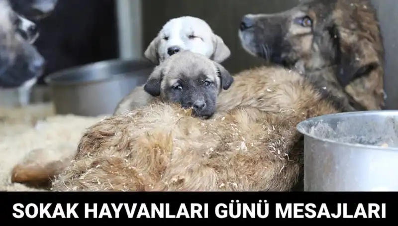 Dünya Sokak Hayvanları Günü: Sevgi ve Duyarlılığı Artırmak İçin Bir Fırsat