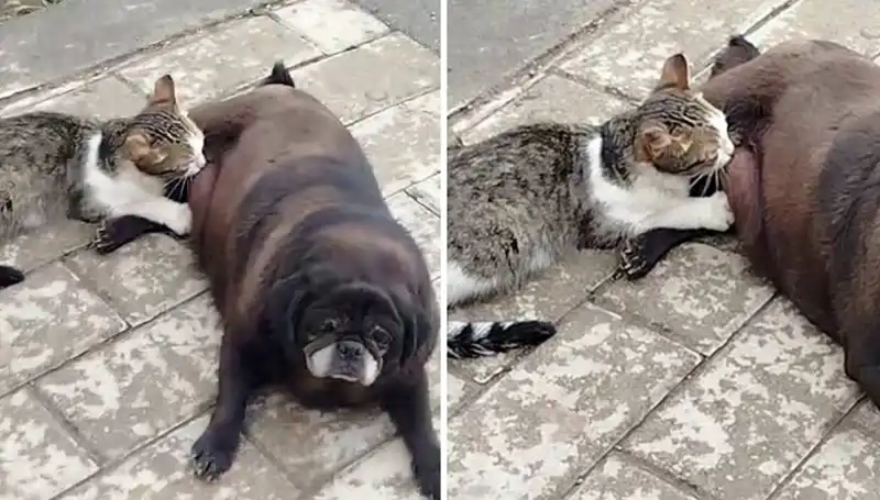 Erzurum sokaklarında bir dostluk hikayesi: Kediyi emziren köpek görüntüleri olay oldu