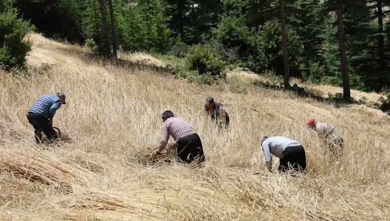 Teknolojinin Ulaşamadığı Tarla: Ellik ve Orakla Yeniden Hasat Zamanı