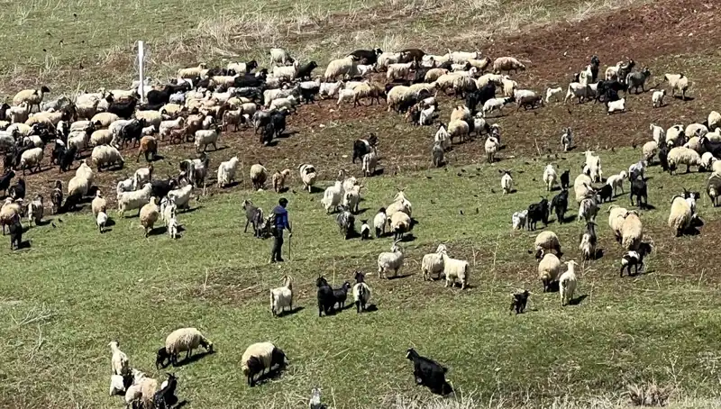Çoban Krizi Gerçekten Büyüyor: 70 Bin Lira Maaşı Reddedenler Neden Var?
