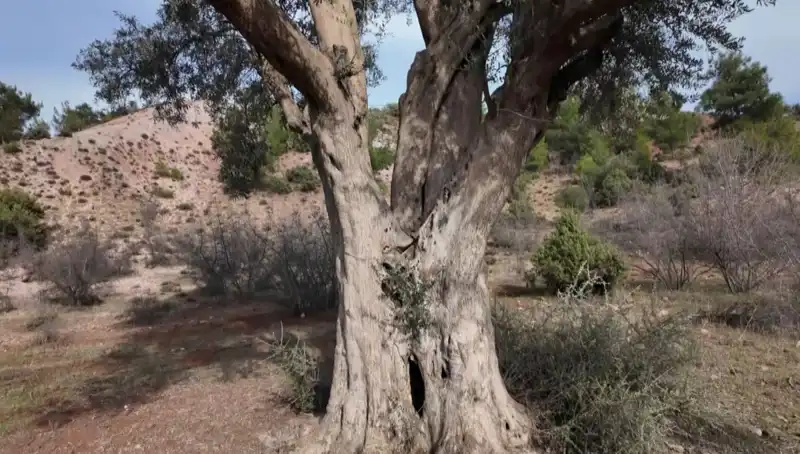 800 Yıldır Ayakta Olan Zeytin Ağacı: Bir Doğa Harikası Korunuyor!