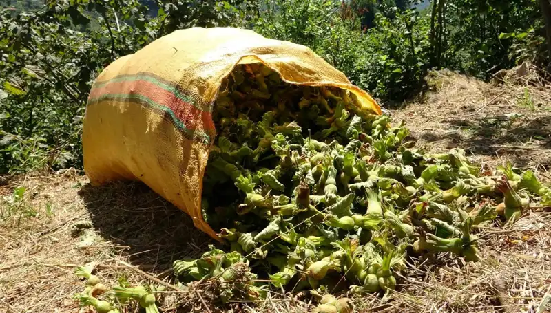 Giresun'da Fındık Hasadı Başladı: Tarımda Yeni Sezona Merhaba