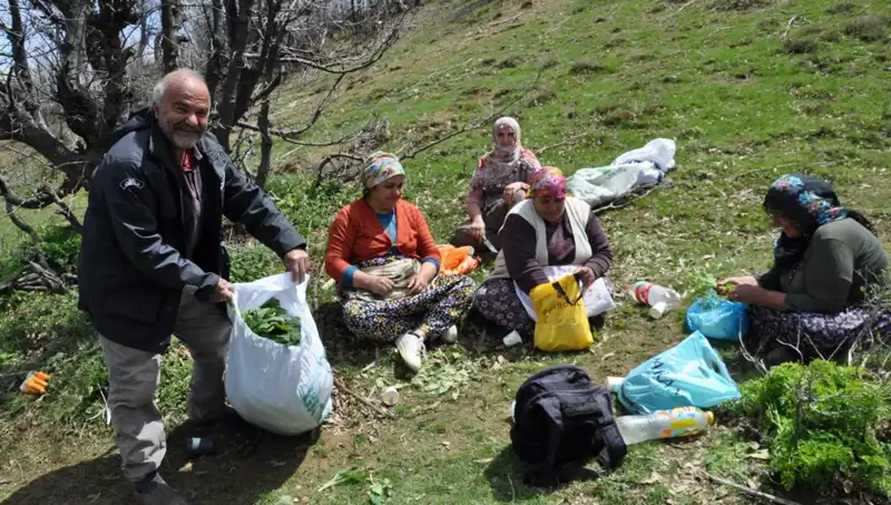 Yüzlerce Aile İçin Geçim Kaynağı: 5 Saatlik Yolculukla Toplanan Değerli Mantar
