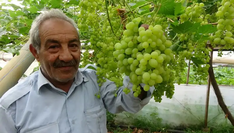Zirai Don Olayları Meyve Fiyatlarını Altüst Etti, 250 TL'den Başladı!