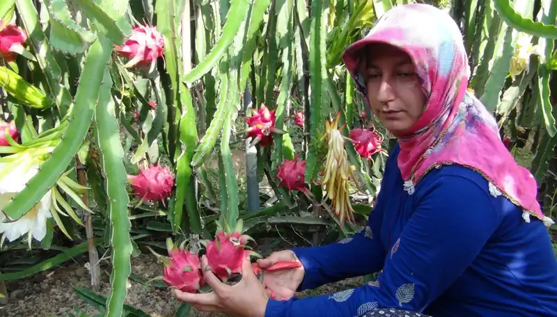 Emekli Piyanist Pitaya Üretimine Giriş Yaptı: Kilosu 200 TL!