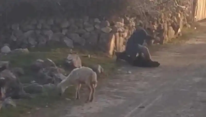 Koyuna Eziyet Eden Kişi Gözaltına Alındı: İşte Olayın Ayrıntıları