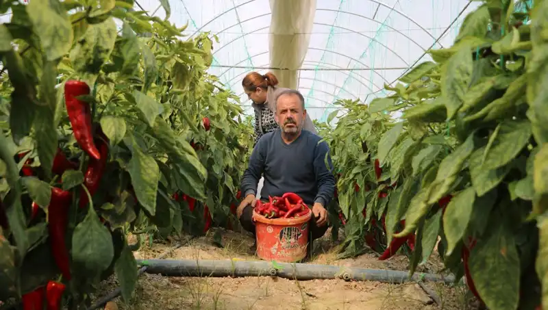 Yüzde 50 Zamla Gündeme Gelen Ürünün Fiyat Artışı Nedenleri