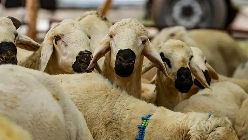 Kurban Bayramı 2025: Kurban Kesmek Farz Mı? Cevaplarıyla Merak Edilen 10 Soru