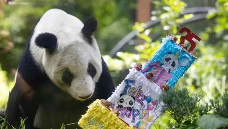 35 Yılını Dolduran Aşk: Dev Panda Xin Xin Doğum Gününü Kutladı!