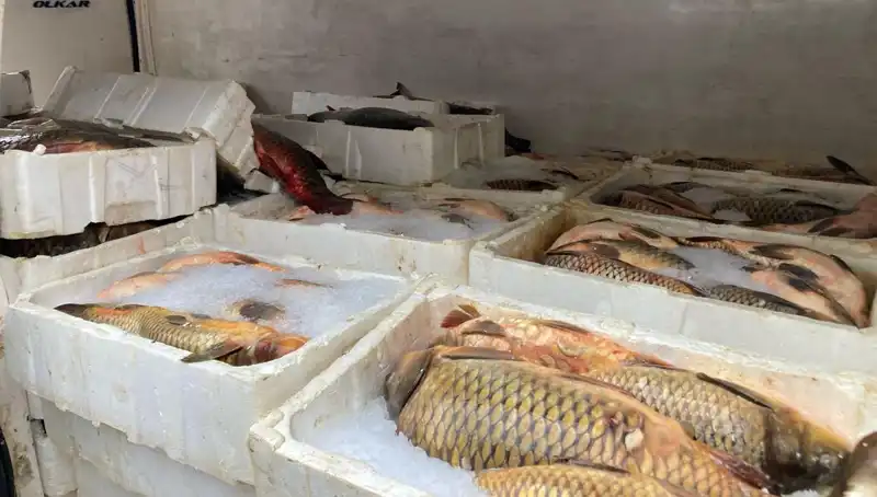 Kaçak Balık Avına Çıkanlara Binlerce Lira Ceza Kesiliyor