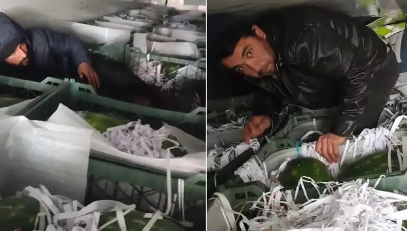 Karpuzların Arasından Çıkan Sıradışı Göçmenler: İşte Gerçekler!