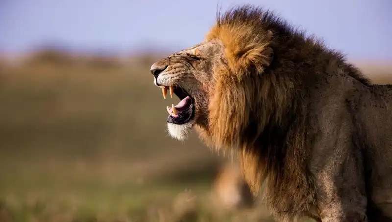 Aslan Saldırısında Hayatını Kaybeden Genç Kızın Annesi Konuştu