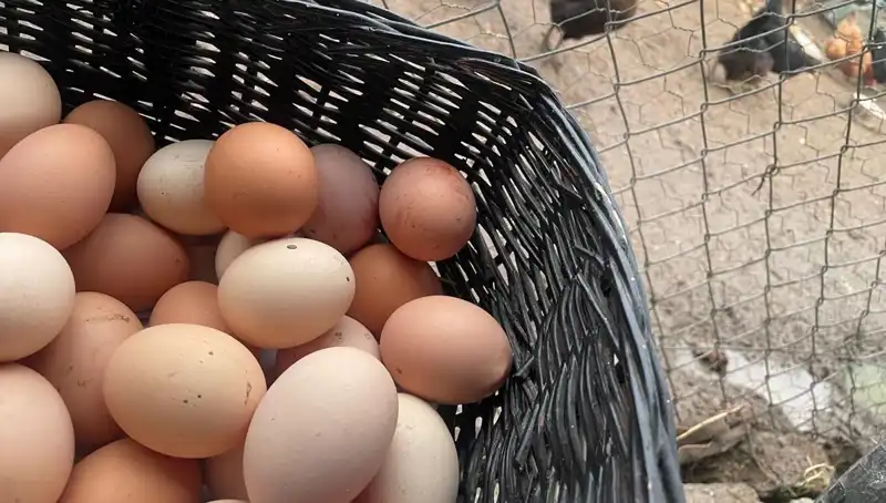 Okul Dönemi Başlarken En Uygun Protein Kaynağı: Herkesin Gözdesi