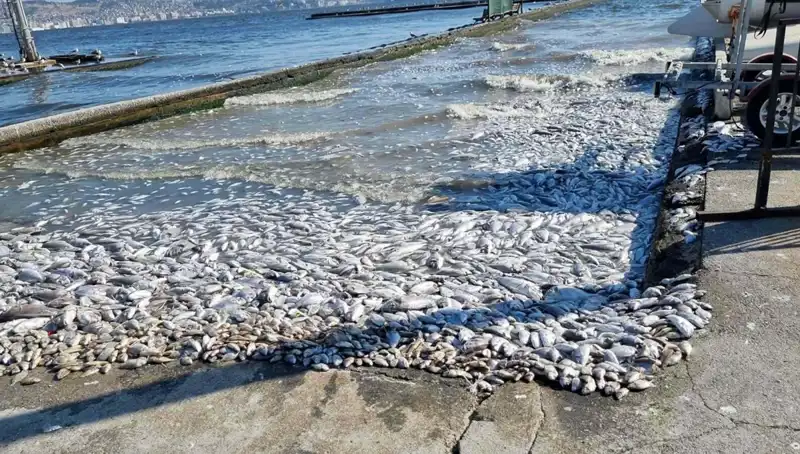 İzmir Körfezi’nde Doğa Dostu Proje ile Temiz Bir Gelecek