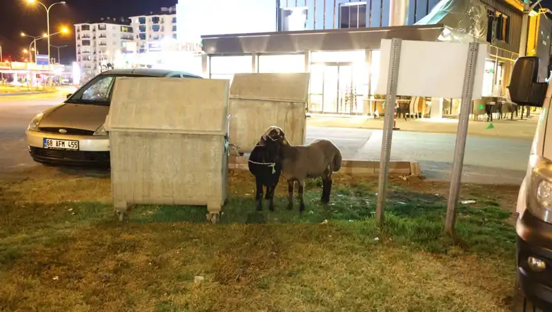 Mor Karaman Koyunları Yolculukta Kaderine Terk Edildi: Neler Oluyor?