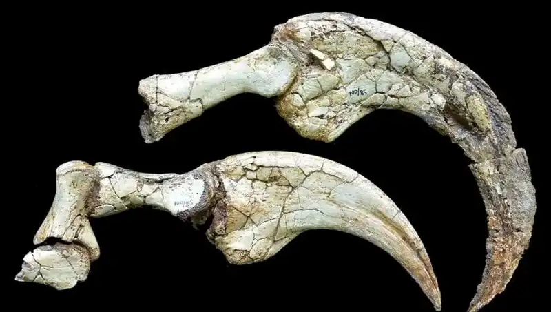 Dinozorların Gizemi Çözüldü: Gobi Çölü'nde Yeni Tür Keşfedildi