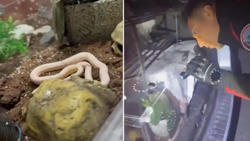 Devriye Ekipleri Şaşkın: Araçtan Çıkan Zehirli Yılanlar Olay Yarattı!