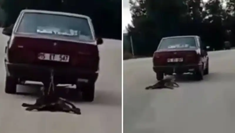 Otomobilin Ardında Sürtülen Köpek: Sosyal Medyayı Çalkaladı