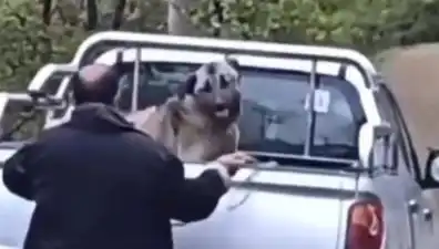 Trabzon'da Dehşet: Köpeği Halatla Döven Kişi Gözaltına Alındı!