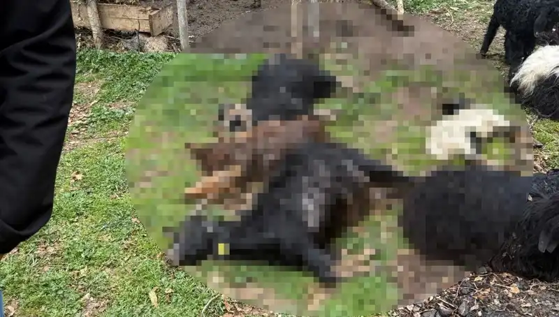 Sahipsiz Köpeklerin Şaşırtan Avı: 18 Keçi Telef Oldu!