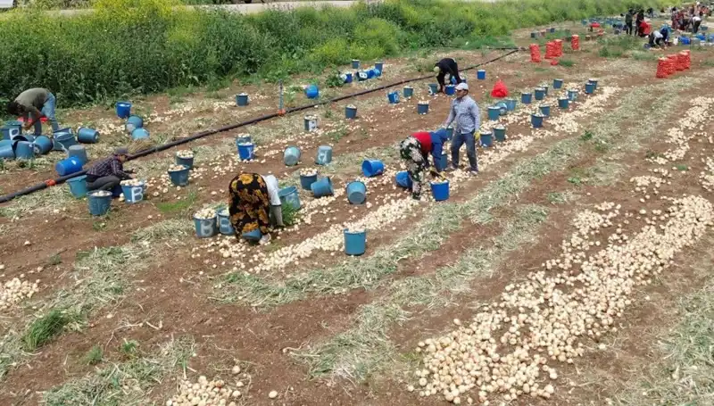 Soğan Hasadı İle Fiyatlar Düşüşe Geçti, Pazarlar Bayram Etti!