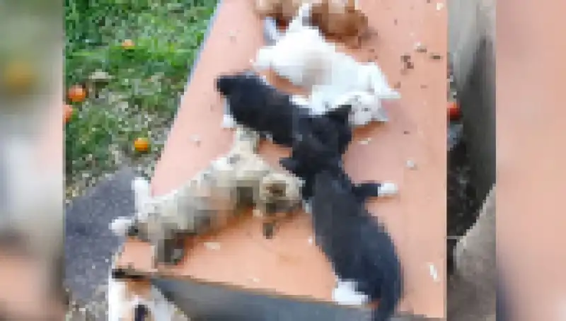 Bursa’da Yavru Kedi Katliamı: Sekiz Masum Can Alındı!
