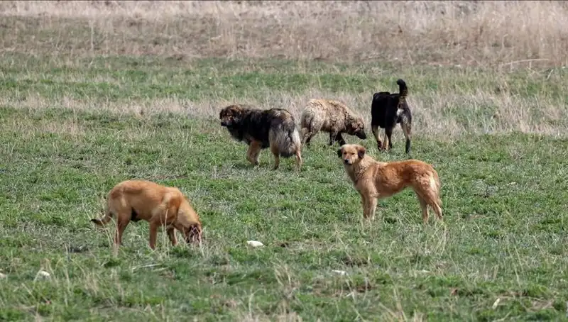 Ankara'da Sahipsiz Köpekler İçin Çarpıcı Yeni Ceza Kararı