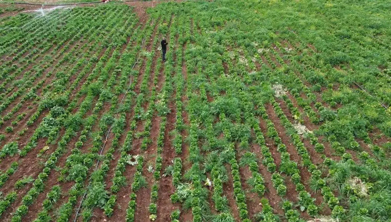 Kuraklık Çiftçiyi Vurdu: Marul Hasadı Tehlikede!