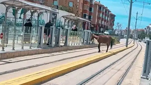 Eskişehir'de Tramvay Raylarında Başına Bu Gelen Atı Görünce Şaşkınlığınız Kaçınılmaz Olacak!