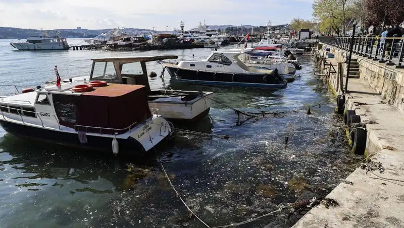 İstanbul’da Müsilaj Alarmı: Denizlerdeki Kabus Tekrar Ortaya Çıktı!