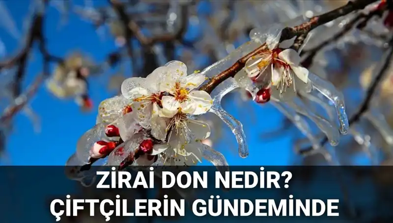 Zirai Don Tehlikesi: Çiftçilerin Önünde Bekleyen Büyük Tehdit