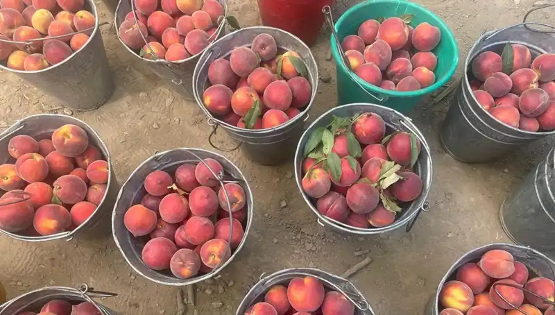 Çiftçiler Hasat Sevinci Yaşıyor: Fiyatlar 100 Liraya Ulaşıyor